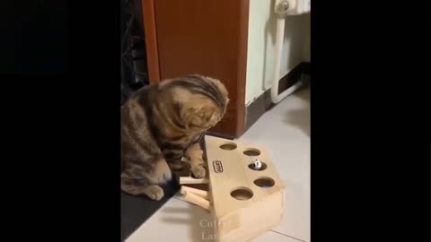 Very confused cat
