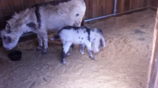 Dakota: 3-week-old spotted donkey frolicking