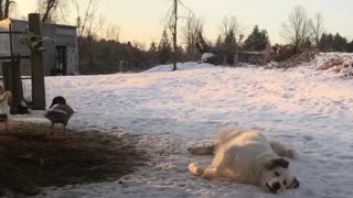 Dog And Duck Best Friends Share Truly Incredible Bond