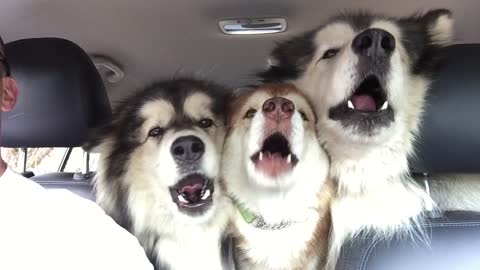 Out Of Tune Malamutes Sing In 'Perfect' Harmony