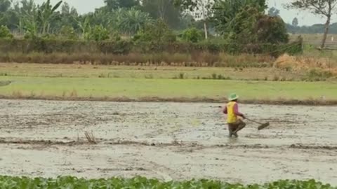 Rice is to blame for around 10 percent of global emissions of methane