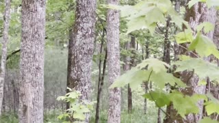 Mama Bear Watches as Cubs Climb Tree