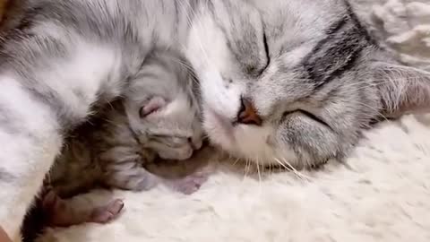 Husky Welcomes Tiny Baby Kittens