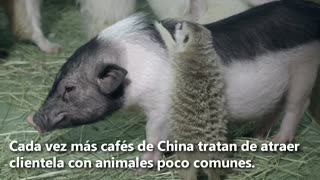 Un café con animales exóticos en China