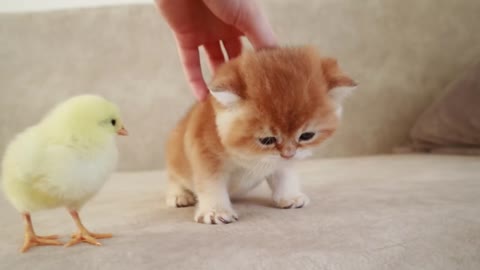 Kittens walk with tiny chicken