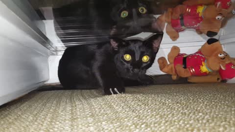 2 Black Cats play in window behind the couch