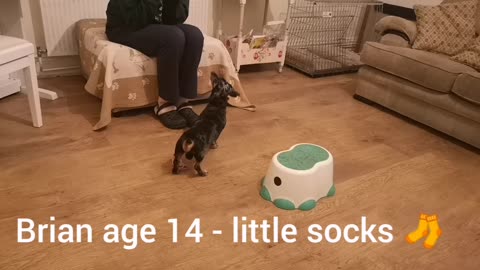 Whoever said an Old Sausage Dog can’t Learn New Tricks , Brian age 14