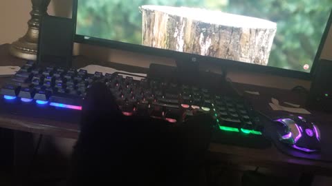 Cute cat watches birds