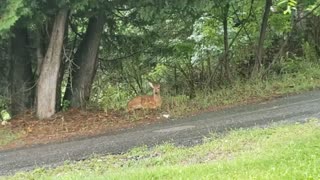Fawn Patiently Waits Under A Tree In Heavy Rain Storm