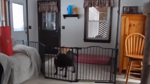 Funny Cat And Dog Pretend Play