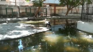 Female White Pelican In Zoo Looking For Love