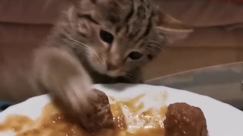 Hungry Kitten Steals Meatball From Plate