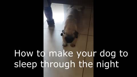 How to make your dog to sleep through the night