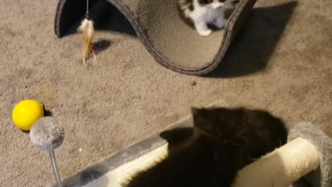 Rescue Kittens Can Finally See and Play Together