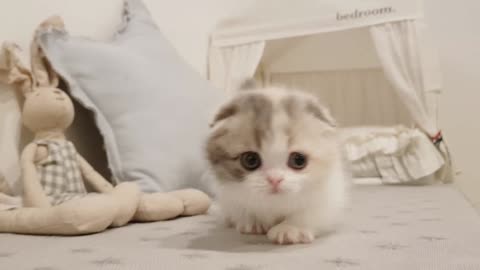 Try now to AWW watching at this cute short leg kitty!