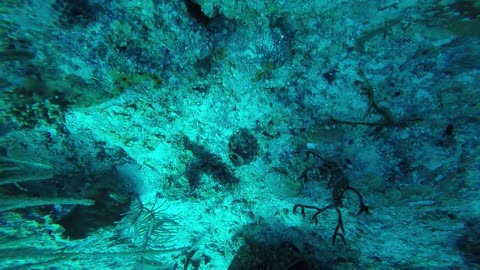 192 Conch Wall Dive, Key Largo