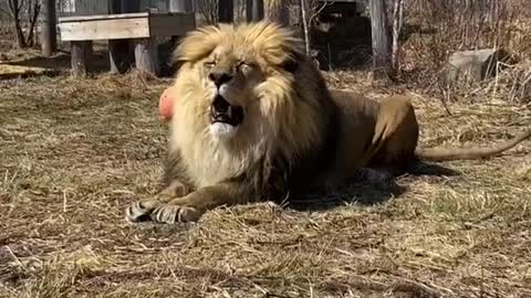 Just some of our 9 majestic lion residents at the Wildcat Sanctuary