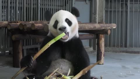 Chengdu Research Base of Giant Panda Breeding, or Panda Base