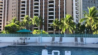 Tropical breeze and palm trees poolside, late afternoon Ilikai Hotel