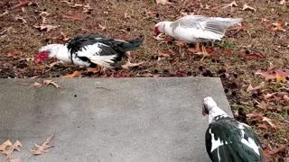 My Muscovy ducks came to see me this morning.