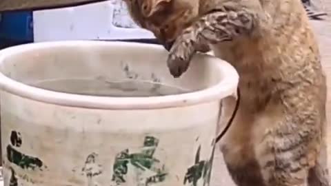 Cat stealing fish