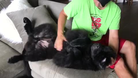 Giant puppy really loves belly rubs