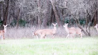 A Herd of Whitetail Deer