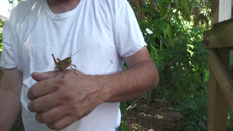4k Florida monster grasshopper. "Eastern lubber grasshopper"
