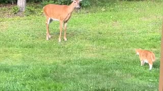 Cat Makes a Deer Friend