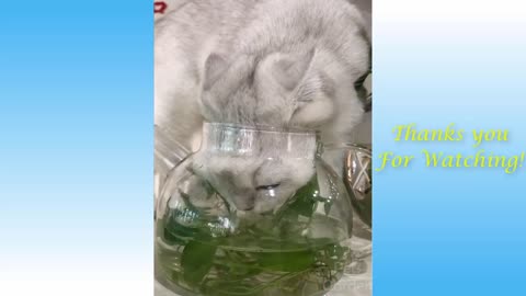 Cute pets and funny video😍