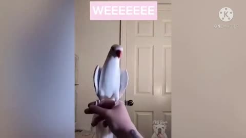 These Parrots will kill you laughing