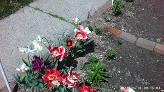 Short - Tulips & Daffodil's Full Blooming