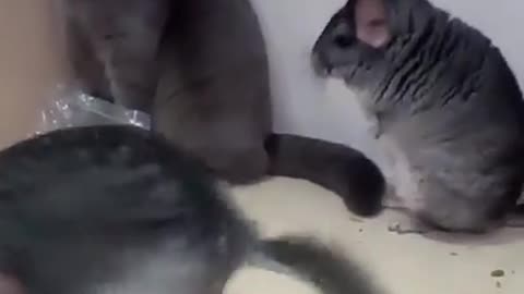 Chinchilla fighting with cats