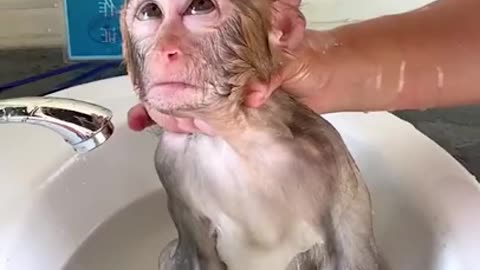 Cute monkey enjoying a bath