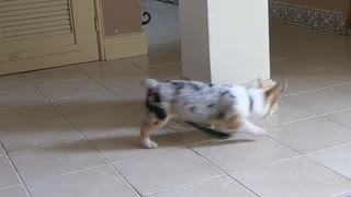 Easy Way to Exercise a Doggo on a Leash