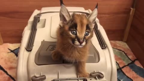 😍Caracal Screams for Food😍