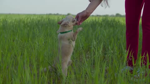 Watch How This Beautiful Little Puppy Enjoy Playing At The Field!