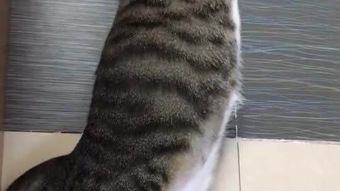 the little cat plays with its owner