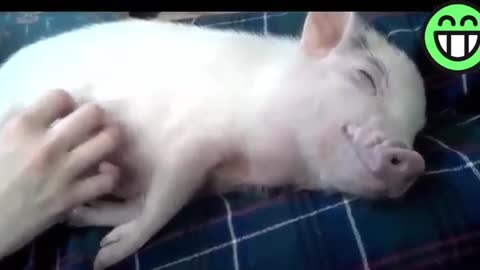 A cute Pig Funny 🐷🐷🐷🐷🐷🐖🐖🐖🐽
