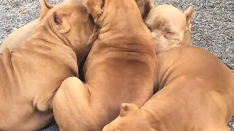 Pit Bull Puppy Pile Up