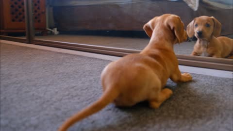 Cute dog shock after seen own on mirror