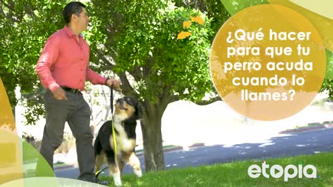 ¿Qué hacer para que tu perro acuda cuando lo llames?