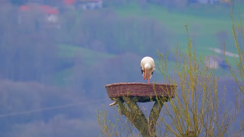 stork in the tower