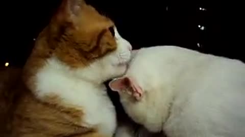 cats dating 2