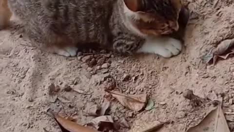 Funny Cat Catching Snakes