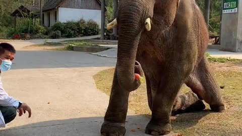 The elephant lazily eats food