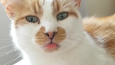 "Broken" kitty freezes with tongue sticking out