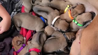 Girl Naps with Newborn Puppies