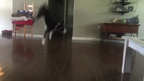Boston Terrier pulls off back flips like a pro!