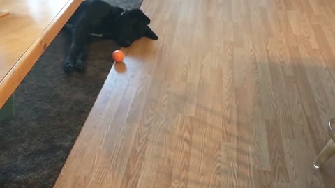 Midnight The Puppy Labrador Versus Ball